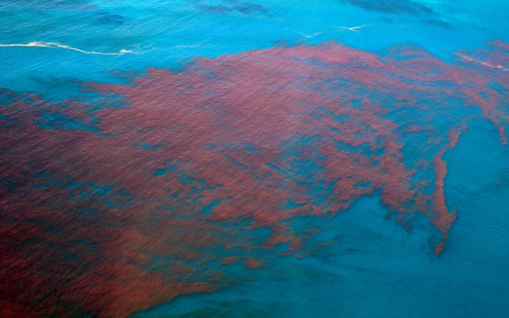 harmful algal bloom (HAB)