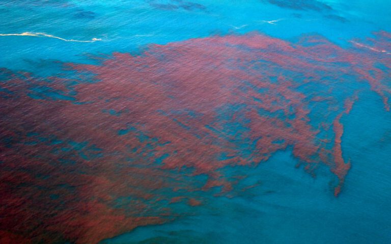 harmful algal bloom (HAB)