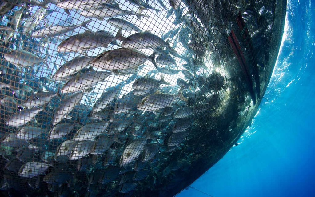 Fish swimming in open ocean aquaculture net