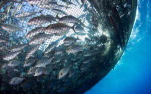 Fish swimming in open ocean aquaculture net