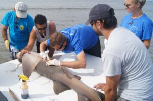 Scientists examine a shark in Cabo Verde 