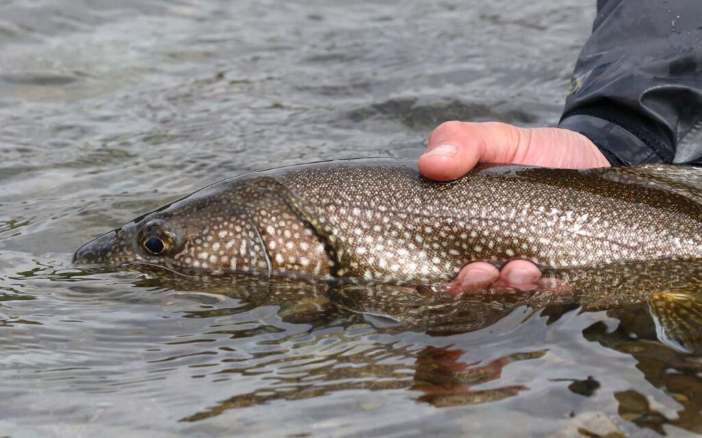 Scientist holding a fish lake trout