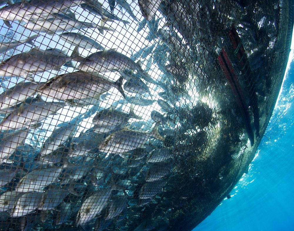 Submersible net pens