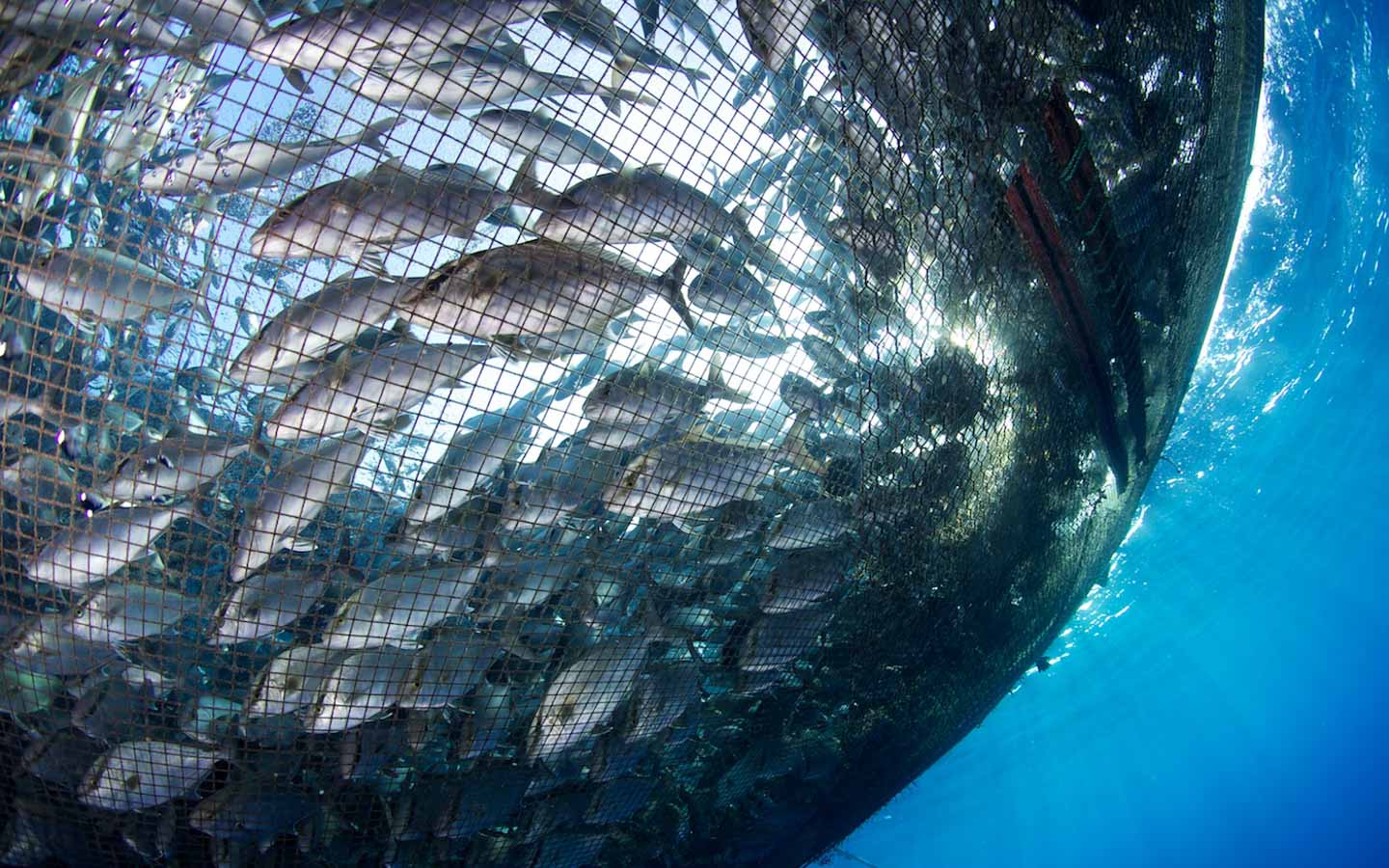 fish in submersible net