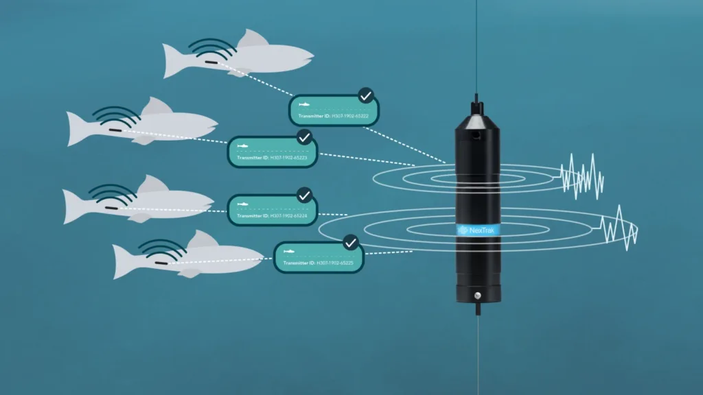 Four tagged fish transmit signals to a NexTak underwater receiver buoy, showing wireless aquatic animal tracking system with transmitter IDs and signal waves.