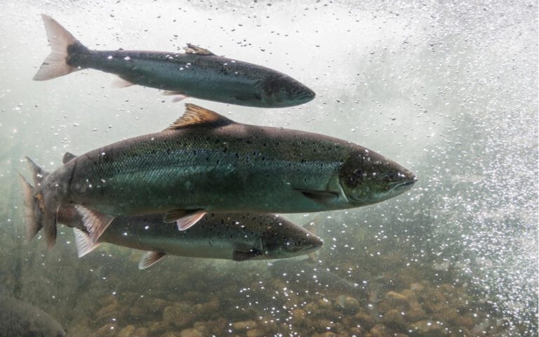 three salmon swimming in a river in Norway