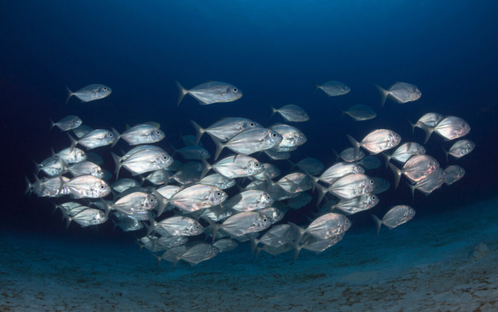 A school of silver fish swimming together in deep blue ocean water near the seafloor.
