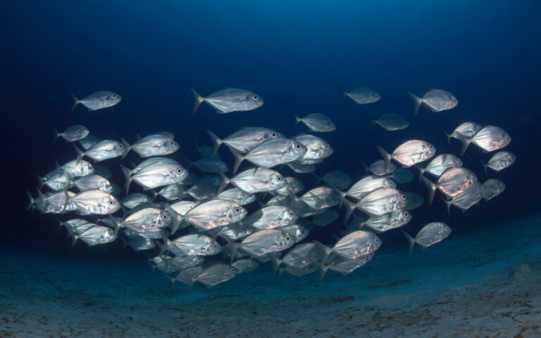 A school of silver fish swimming together in deep blue ocean water near the seafloor.