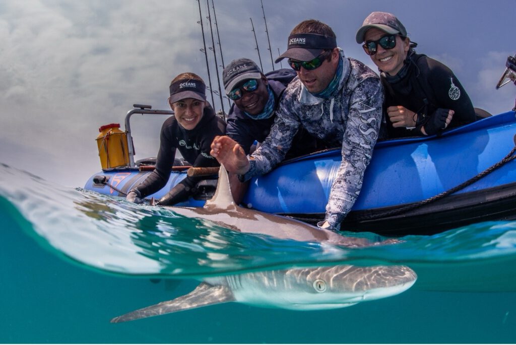 Dr. Ryan Daly and team tagging a shark