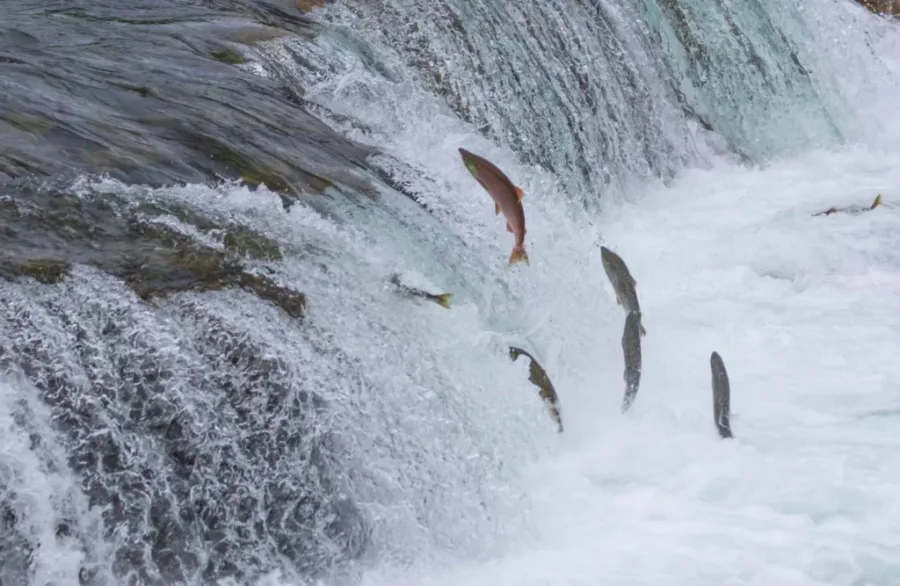 Salmon jumping upstream through rushing white water at a waterfall during their spawning migration.