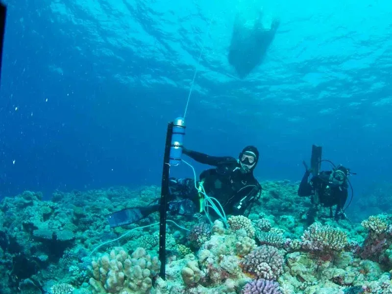 Two scuba divers conducting research on a vibrant coral reef, with measuring equipment and stakes positioned among colorful corals underwater.