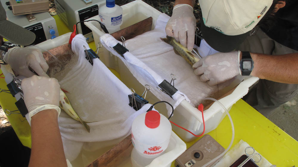 Gain key insights into animal behavior