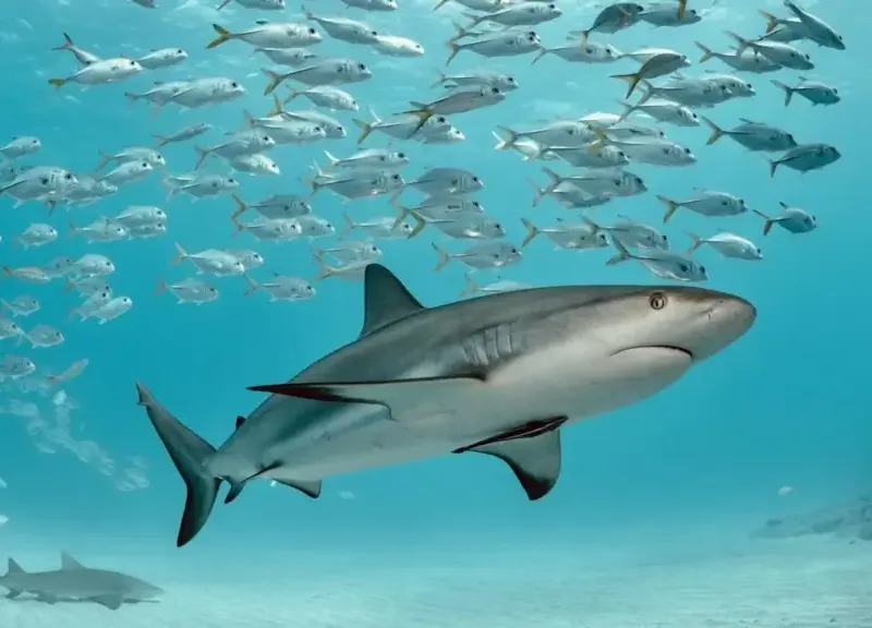 A grey reef shark swims through clear blue water surrounded by a large school of silver fish.