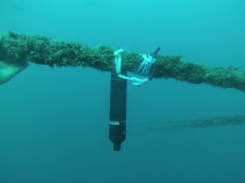 Innovative Fish Tracking Solutions | Innovasea