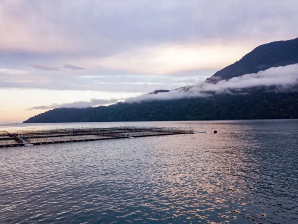Floating fish farm cages in calm water at sunset, with forested mountains shrouded in mist in the background.