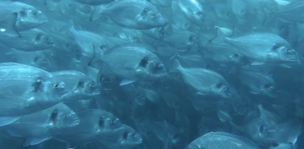 A large school of silvery fish swimming together in blue water, viewed from underwater.