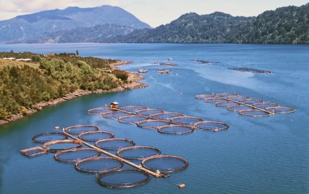 Aerial view of circular fish farming pens floating in a blue lake surrounded by forested mountains.