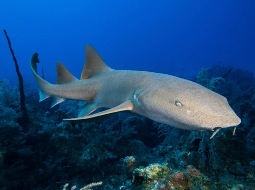 A nurse shark swims near a coral reef in deep blue water, showing its distinctive rounded snout and barbels.