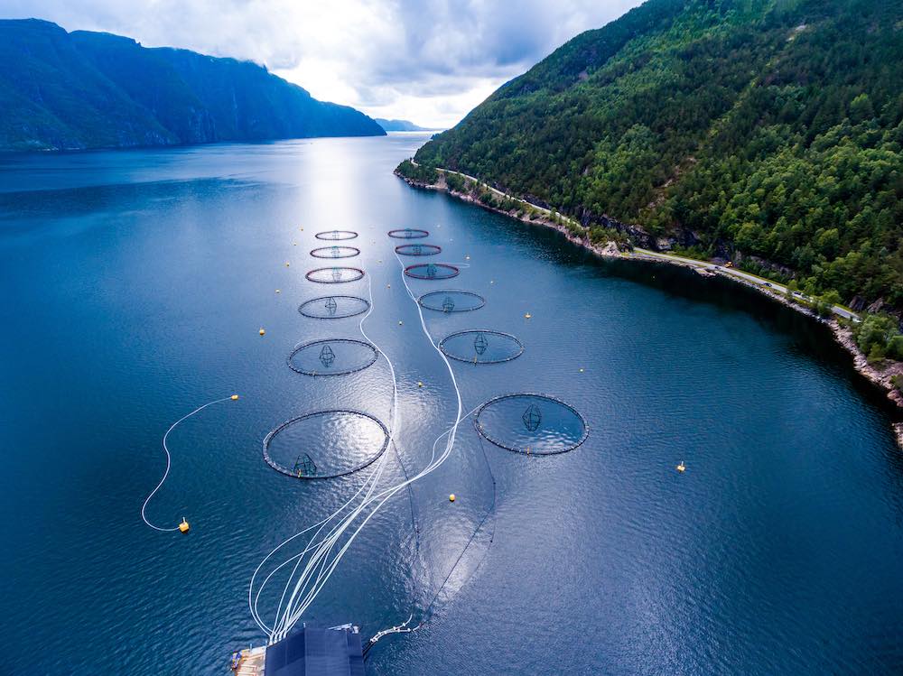 Aerial view of circular fish farming pens in a fjord surrounded by forested mountains and blue water.