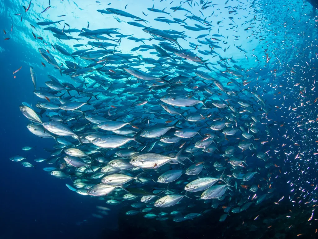 A large school of silver fish swimming together in deep blue ocean water, with sunlight filtering down from above.