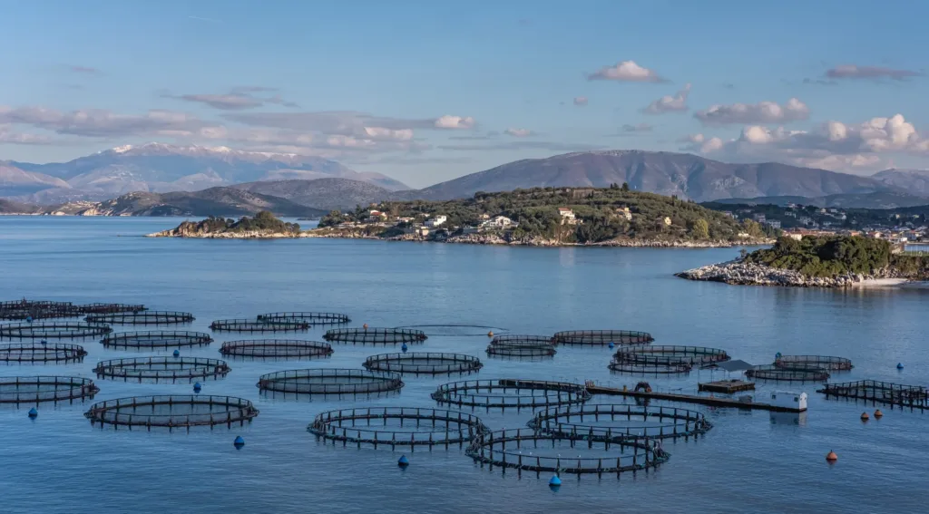Aerial view of circular fish farming pens floating in calm blue water near forested islands and mountains.