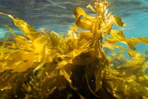 Underwater kelp forest